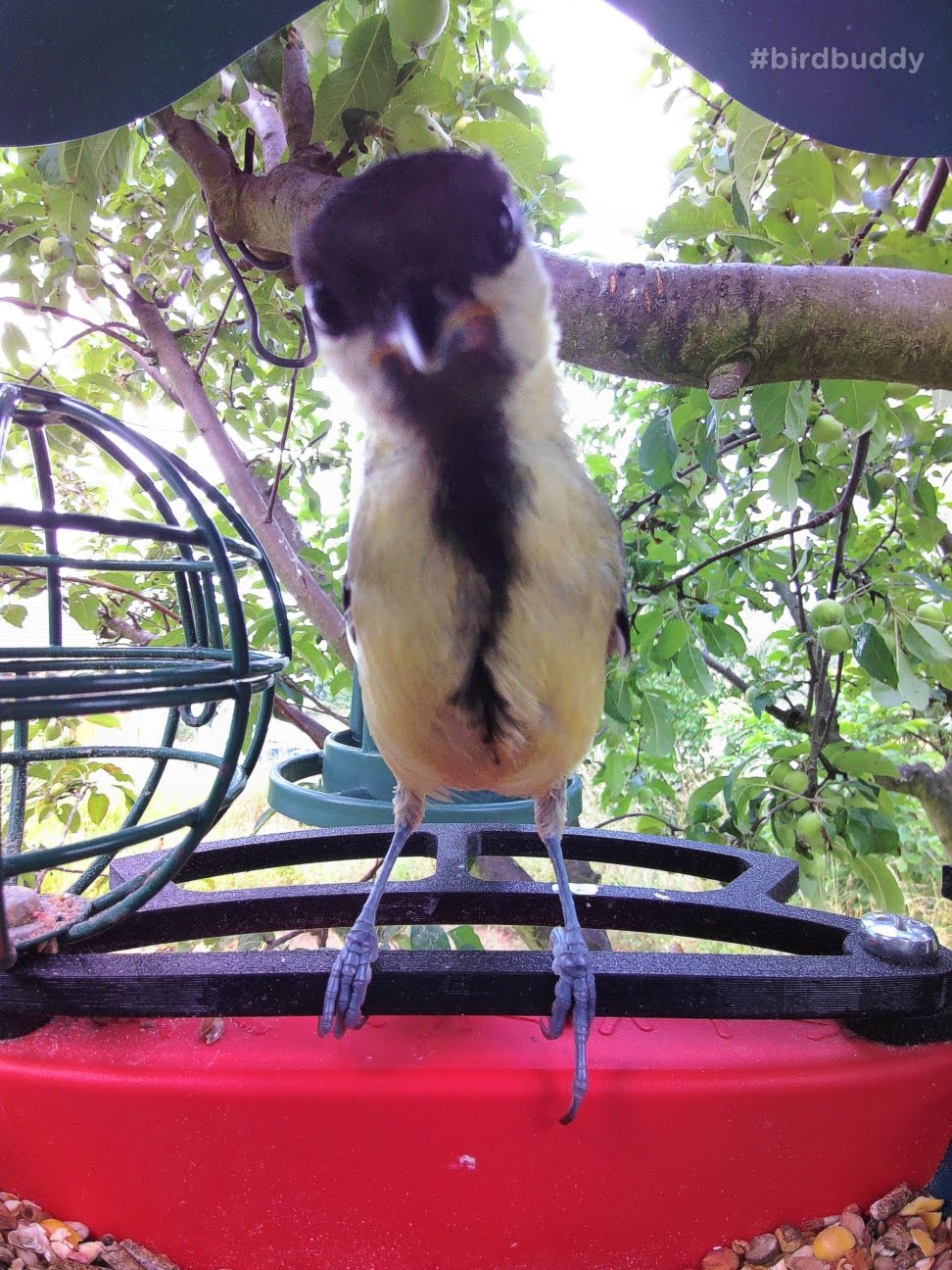 Percha frontal Bird Buddy mejorada: alimentación cómoda para pájaros pequeños