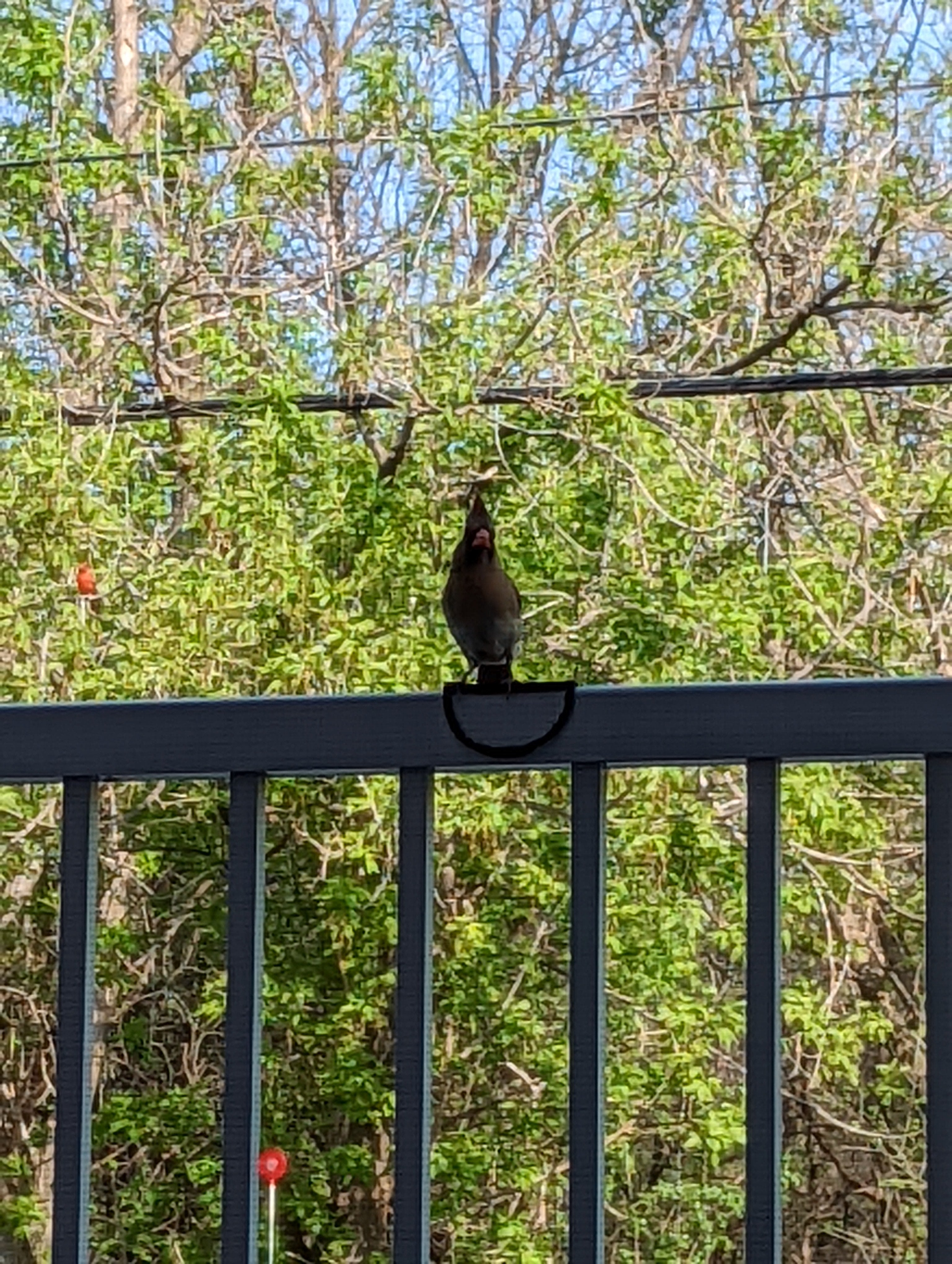 Lugar de aterrizaje seguro para pájaros - Bird Rail Perch