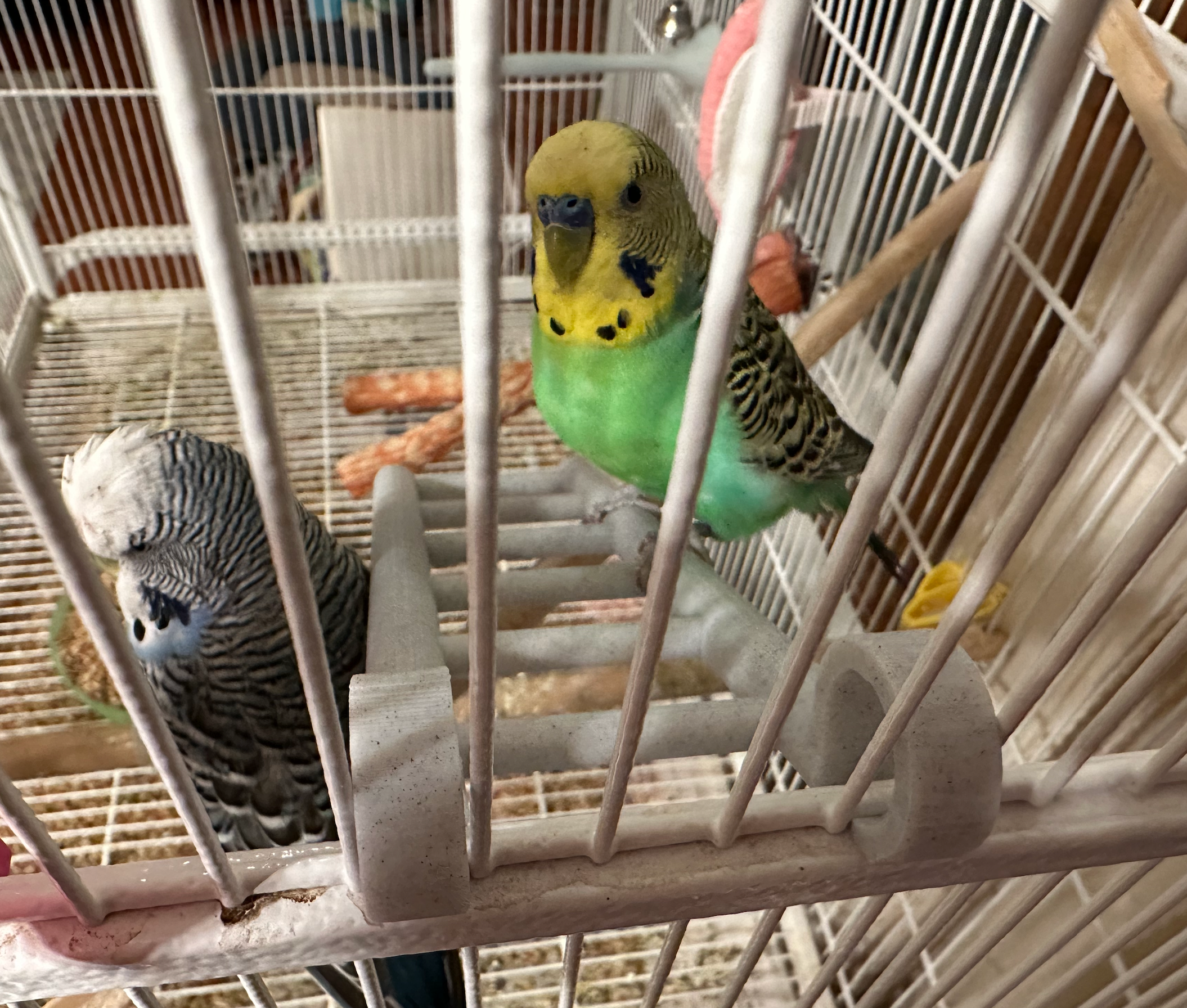 Divertida escalera para pájaros para periquitos y cotorras