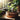 Dekorativ bambus plantekrukke til hjemmet
