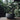 Enkel og minimalistisk bonsai potte skål