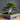 Minimalistisk firkantet potte til bonsai-træer