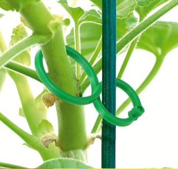 Prácticos clips para plantas trepadoras
