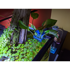 Soporte para plantas de acuario con borde fijo